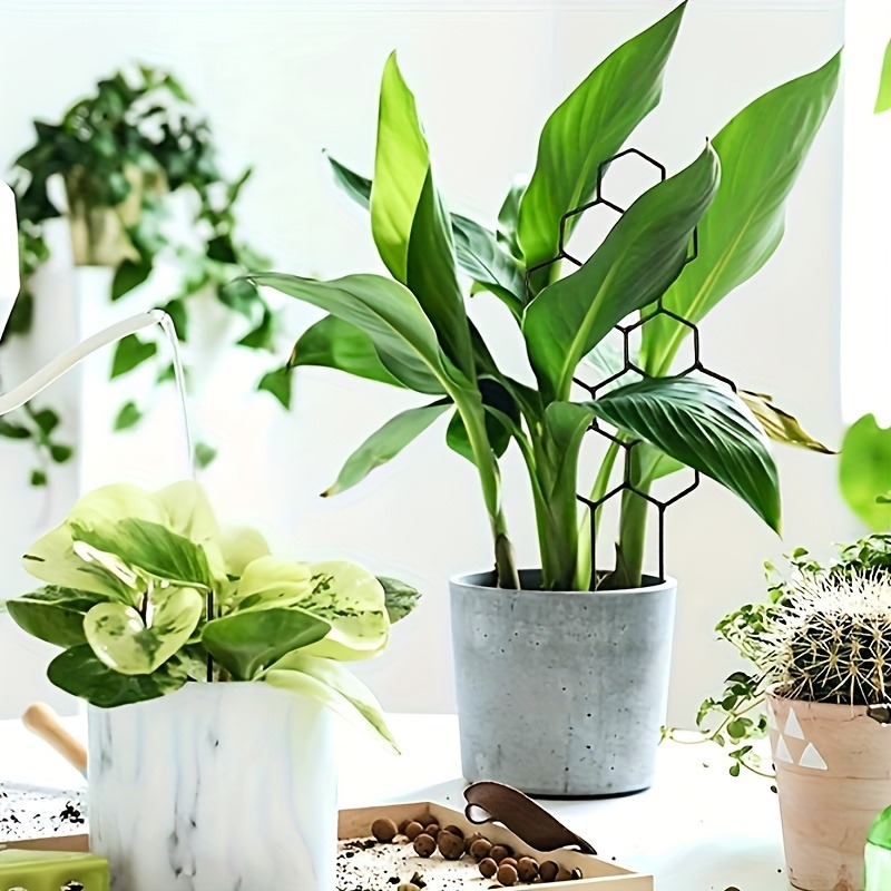 3Pcs Plant Support Frame Climb - огляд і ціна Plant Parents