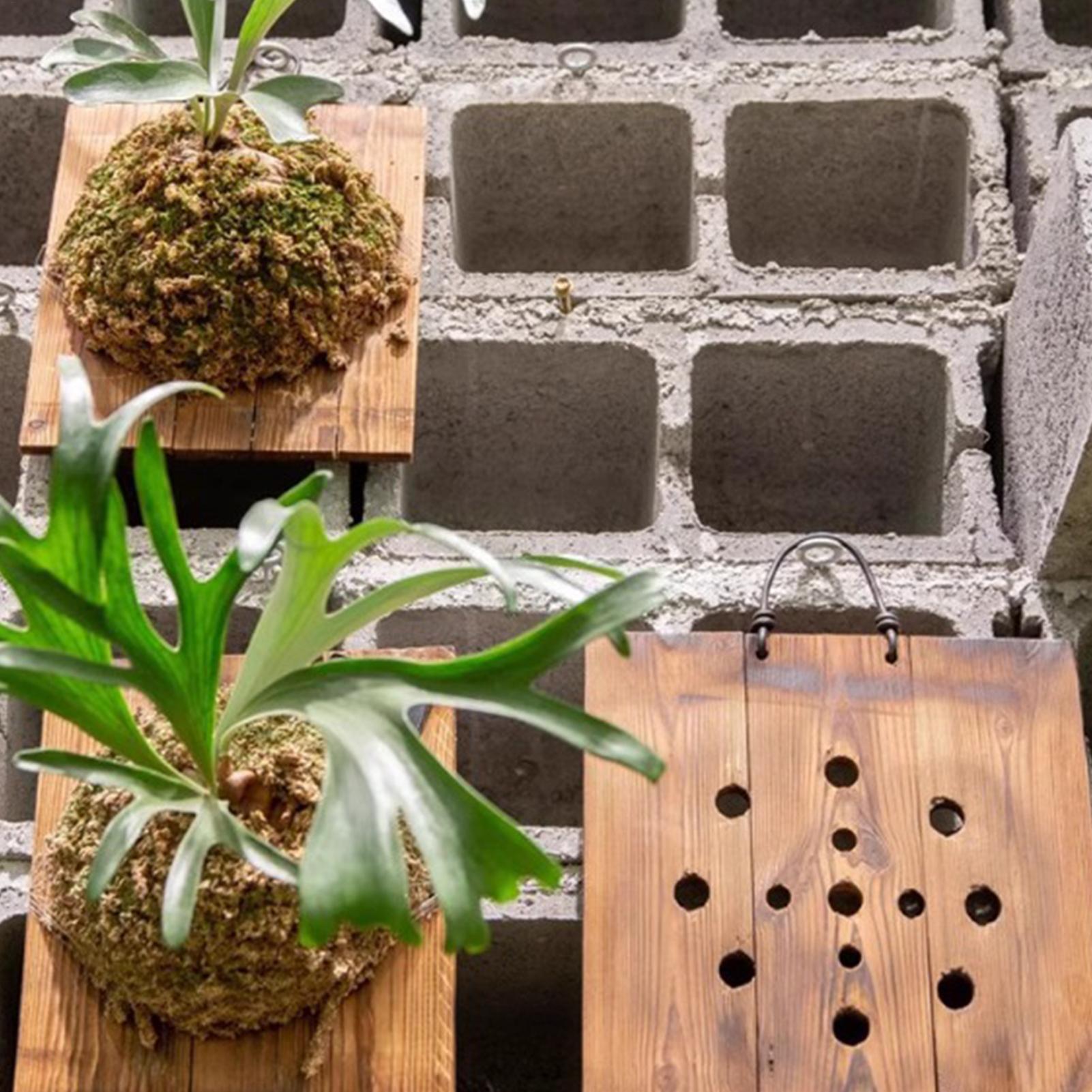 Staghorn Fern Wall Mount Board - огляд і ціна Plant Parents